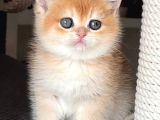 Şahane Golden NY12 British Shorthair