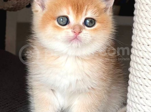 Şahane Golden Ny12 British Shorthair