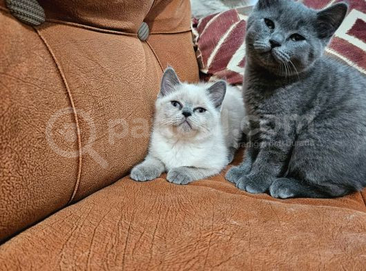 2 Aylık British Yavrularımız görsel
