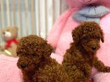 En Tatlıı Toy Poodle Yavrular