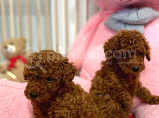 En Tatlıı Toy Poodle Yavrular görsel