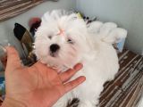 Kore Maltese A Şecereli Erkek Yavrular