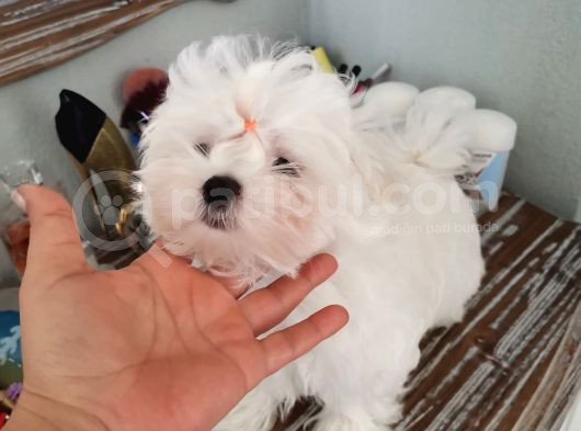 Kore Maltese A Şecereli Erkek Yavrular görsel