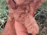 Poodle ayarında maltipo