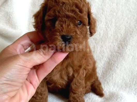 Mi̇ni̇k Erkek Di̇şi̇ Poodle Bebekleri̇m görsel