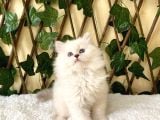 Simbat British Longhair Golden Point
