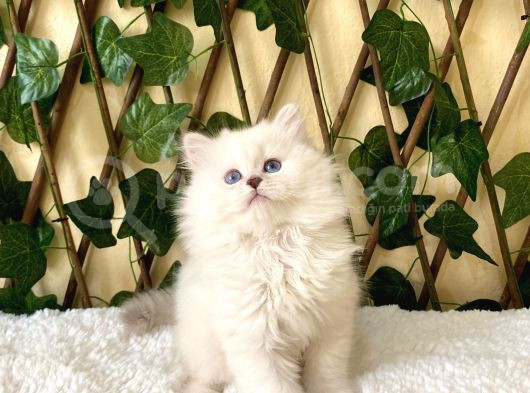 Simbat British Longhair Golden Point