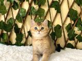 Fox British Shorthair Golden