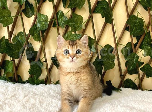 Fox British Shorthair Golden