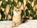 Fernando British Shorthair Golden
