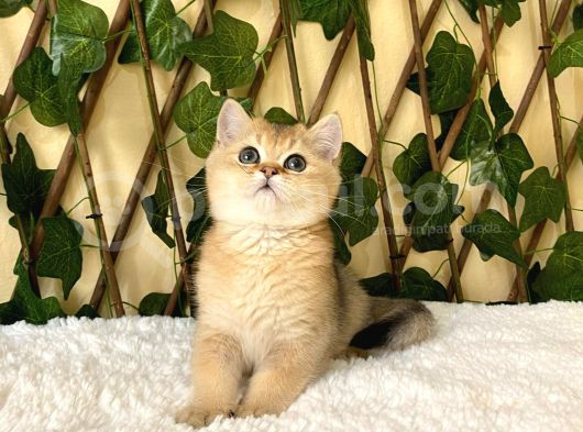 Fernando British Shorthair Golden