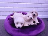 Onlar Çok Sevimli Çok Özel