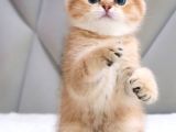 Oyuncu Golden Scottish Fold Shorthair