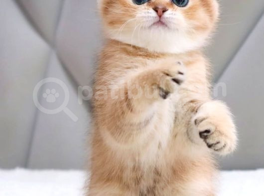 Oyuncu Golden Scottish Fold Shorthair görsel