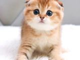 Oyuncu Golden Scottish Fold Shorthair