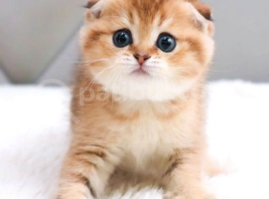 Oyuncu Golden Scottish Fold Shorthair görsel