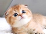 Oyuncu Golden Scottish Fold Shorthair