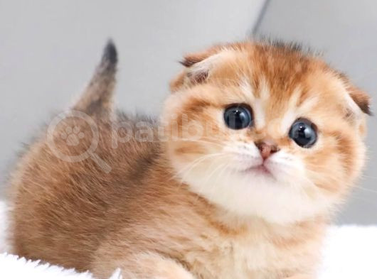 Oyuncu Golden Scottish Fold Shorthair görsel
