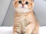 Oyuncu Golden Scottish Fold Shorthair