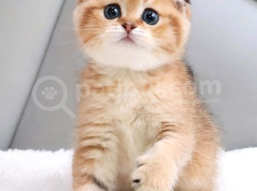 Oyuncu Golden Scottish Fold Shorthair görsel