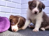 A Kalite Garantili Irk Border Collie Yavruları