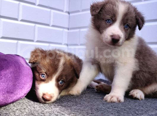 A Kalite Garantili Irk Border Collie Yavruları