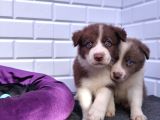A Kalite Garantili Irk Border Collie Yavruları