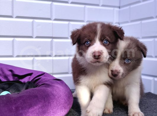 A Kalite Garantili Irk Border Collie Yavruları görsel