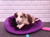 A Kalite Garantili Irk Border Collie Yavruları