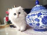 Şampiyon Kan Hattı Muhteşem Tip Golden Erkek