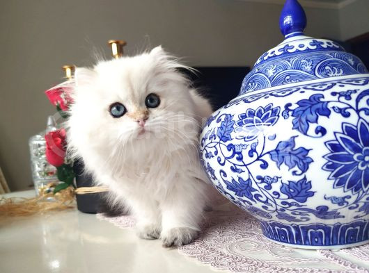 Şampiyon Kan Hattı Muhteşem Tip Golden Erkek görsel