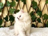 Simbat British Longhair Golden Point