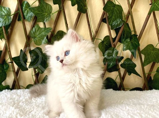 Simbat British Longhair Golden Point görsel