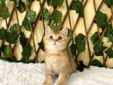 Fox British Shorthair Golden