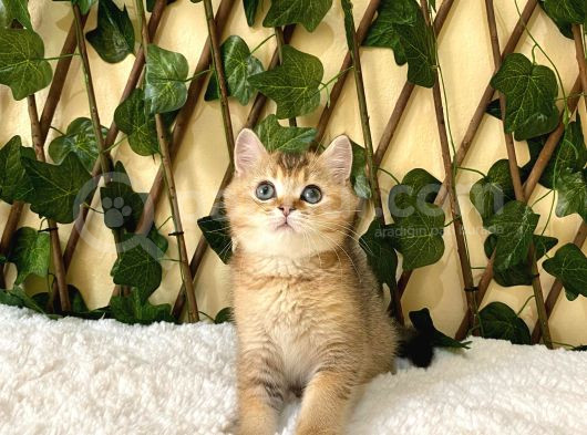 Fox British Shorthair Golden görsel