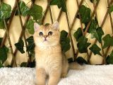 Fernando British Shorthair Golden