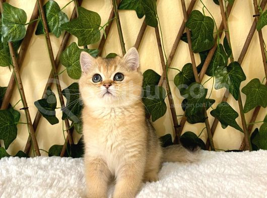 Fernando British Shorthair Golden görsel