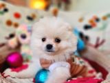 Şecereli Teacup Pomeranian Yavrularımız