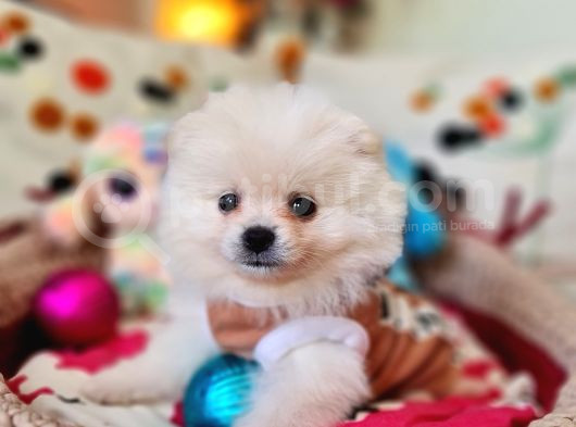 Şecereli Teacup Pomeranian Yavrularımız görsel