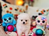 Şecereli Teacup Pomeranian Yavrularımız