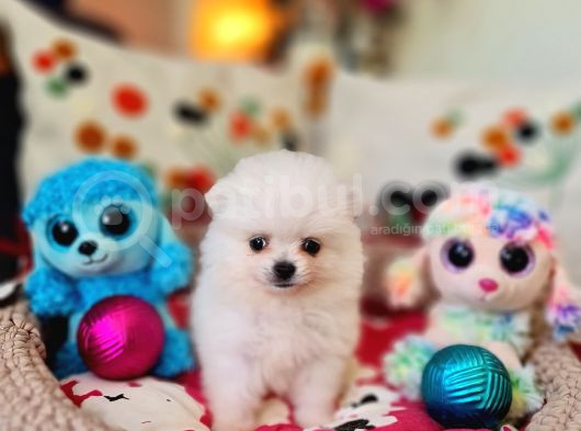 Şecereli Teacup Pomeranian Yavrularımız görsel