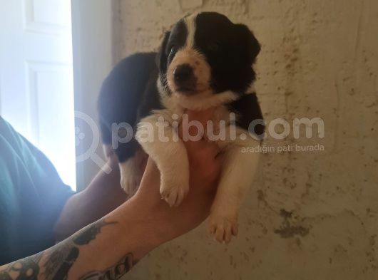 Zeka Küpü Border Collie Bebekler Için Acele Edin görsel