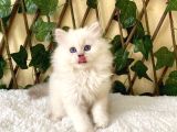 Simbat British Longhair Golden Point