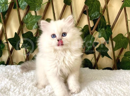 Simbat British Longhair Golden Point görsel