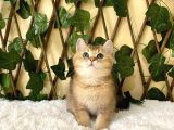 Fox British Shorthair Golden