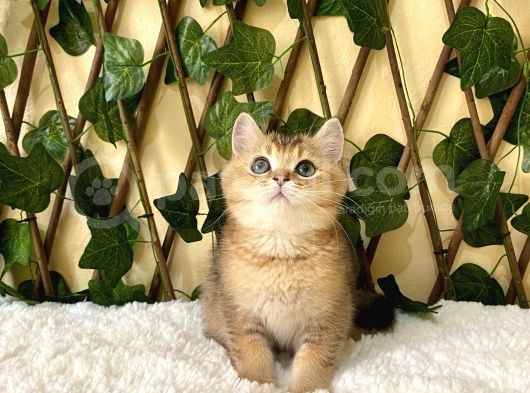 Fox British Shorthair Golden görsel