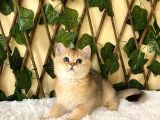 Fernando British Shorthair Golden