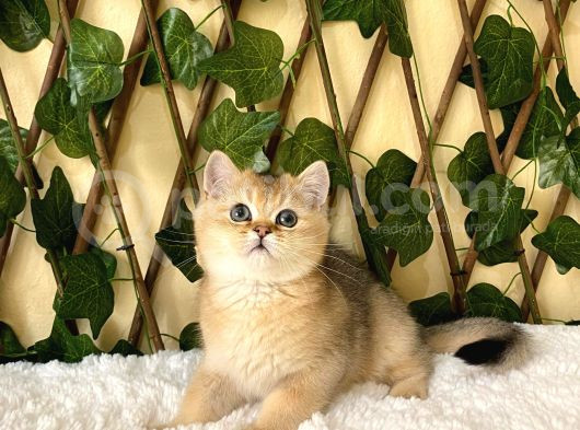 Fernando British Shorthair Golden görsel