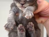 Türkiyenin Her Yerine Teslim Xxl Maine Coon