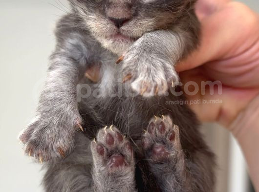 Türkiyenin Her Yerine Teslim Xxl Maine Coon görsel